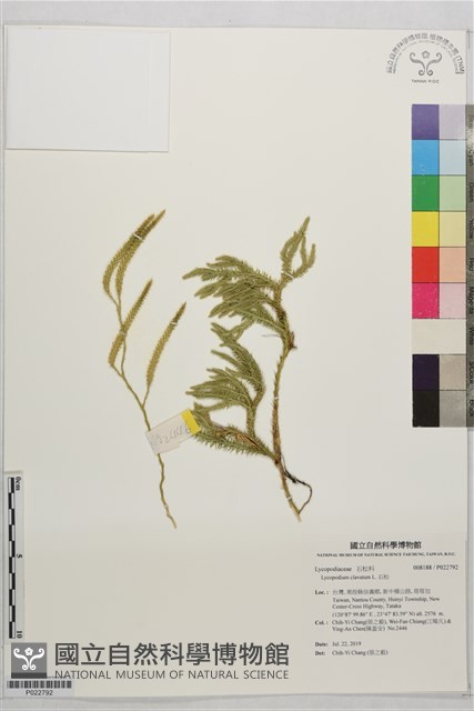 石松藏品圖，第1張