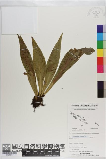 水芋葉車前、美葉車前蕨藏品圖，第1張