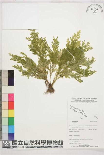 登錄號:P022592藏品圖，第1張