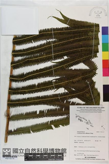 秦氏蕨藏品圖，第1張