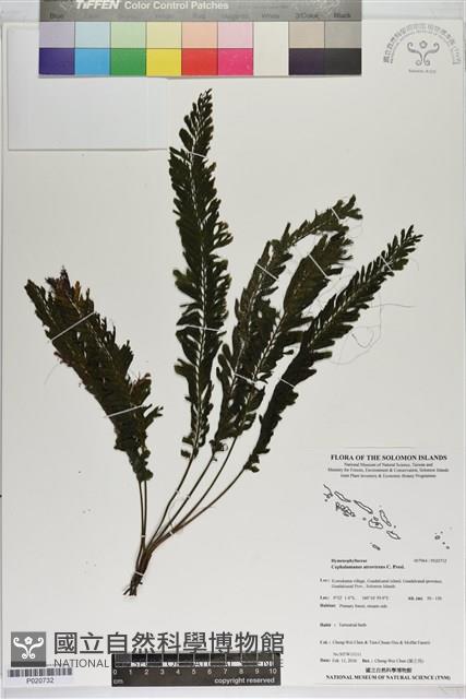 登錄號:P020732藏品圖，第1張