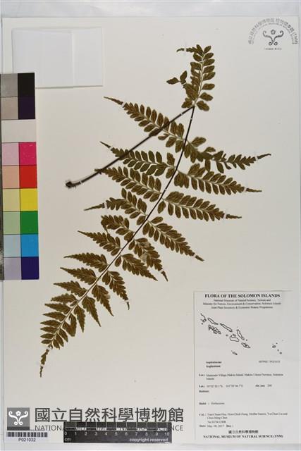 登錄號:P021032藏品圖，第1張