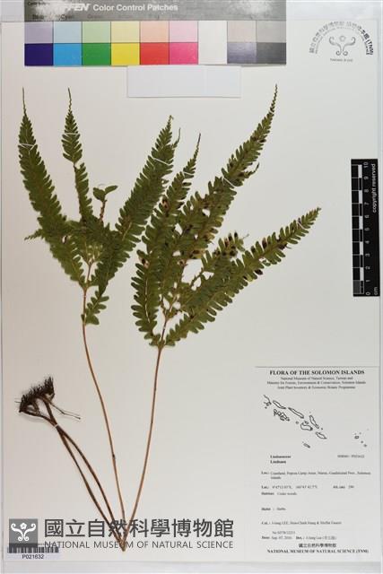 登錄號:P021632藏品圖，第1張
