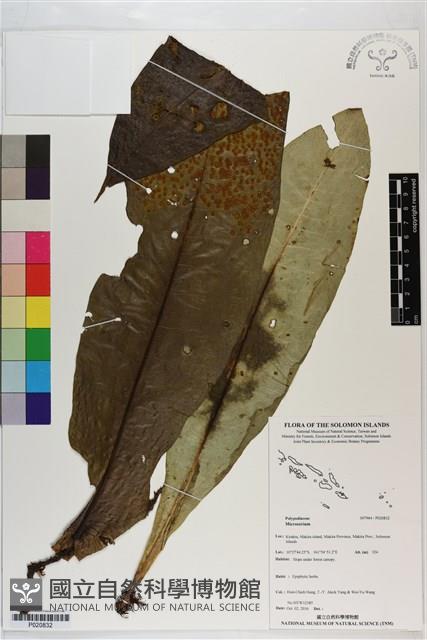 登錄號:P020832藏品圖，第1張