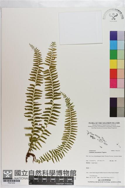 攀緣鱗始蕨藏品圖，第1張