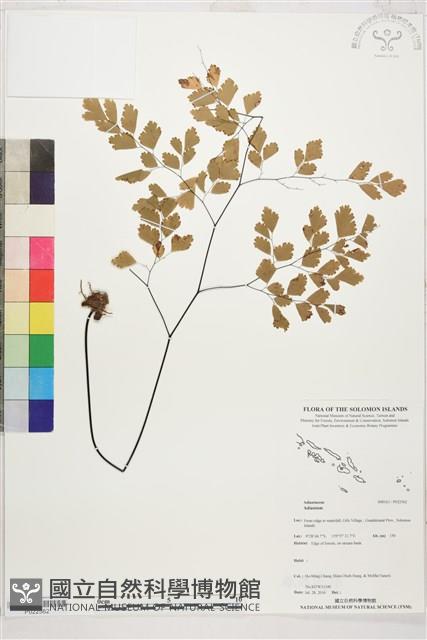 登錄號:P022562藏品圖，第1張