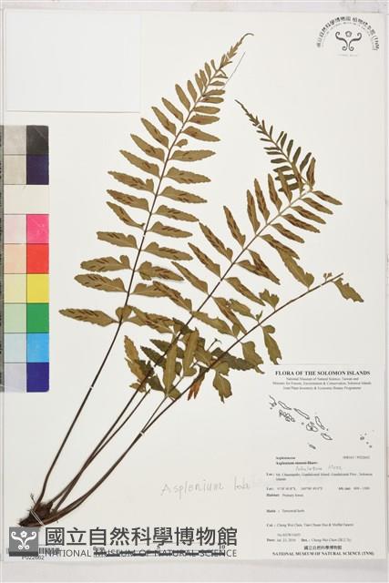 裂葉鐵角蕨藏品圖，第1張