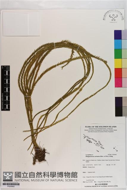 覆葉石松藏品圖，第1張