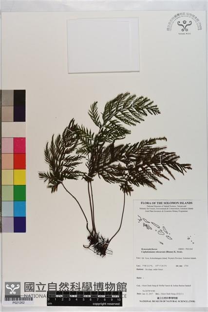 線片長筒蕨藏品圖，第1張