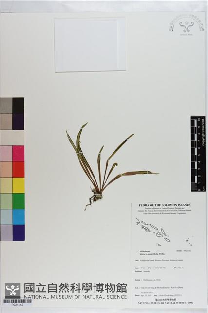 垂葉書帶蕨藏品圖，第1張