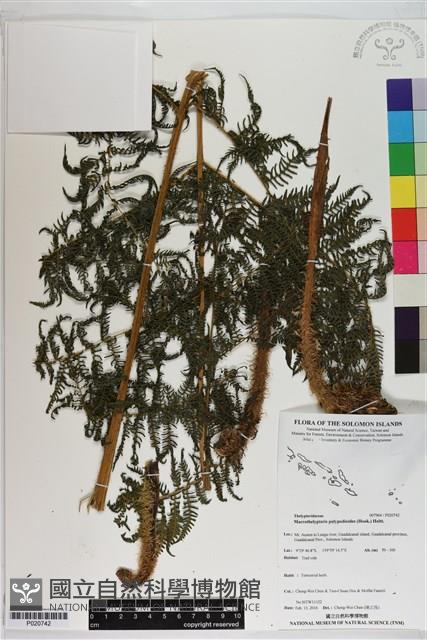 桫欏大金星蕨藏品圖，第1張
