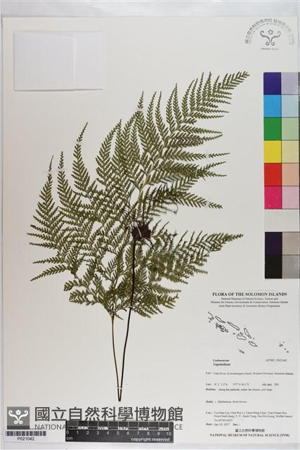 登錄號:P021042藏品圖，第1張