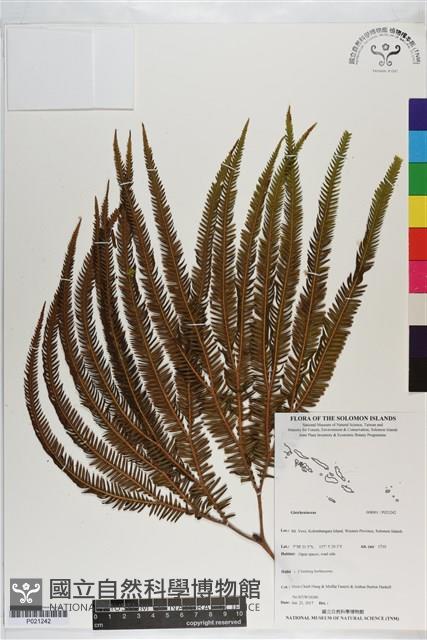 登錄號:P021242藏品圖，第1張