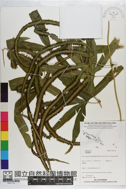 登錄號:P021172藏品圖，第1張