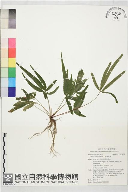 二形鳳尾蕨藏品圖，第1張