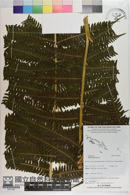 三腳鳳尾蕨藏品圖，第1張