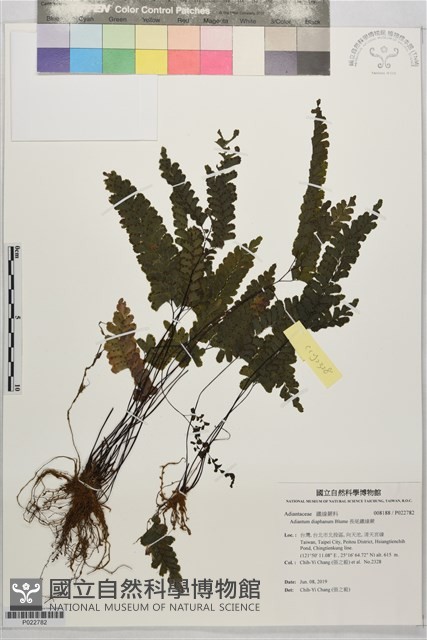 長尾鐵線蕨藏品圖，第1張