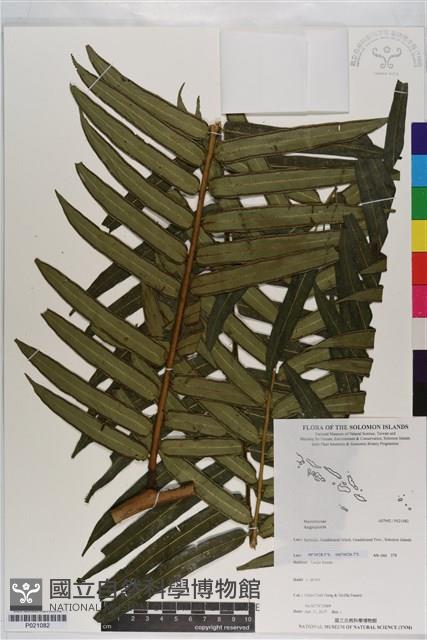 登錄號:P021082藏品圖，第1張