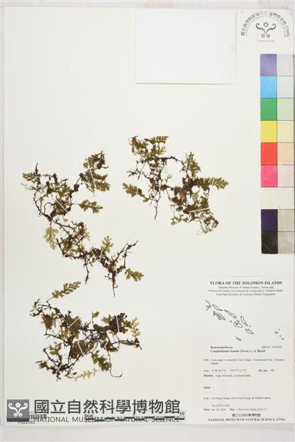 厚邊蕨藏品圖，第1張