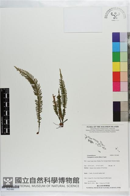 蒿蕨藏品圖，第1張