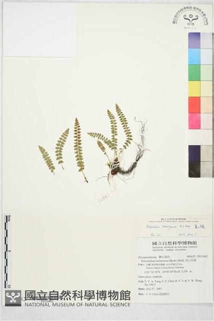 麗江耳蕨藏品圖，第2張