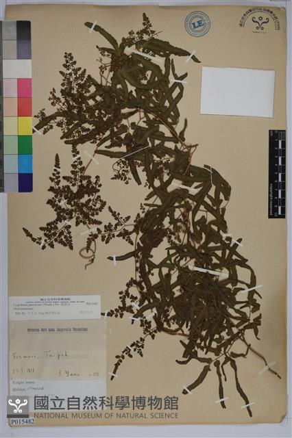 海金沙藏品圖，第1張