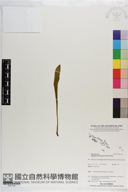 登錄號:P021120藏品圖，第1張