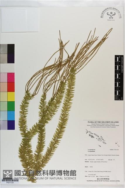 登錄號:P021720藏品圖，第1張