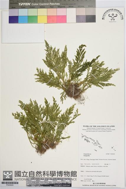 登錄號:P020020藏品圖，第1張