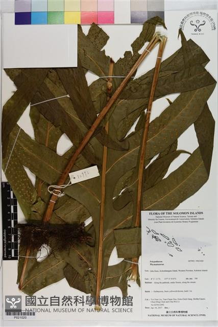 登錄號:P021020藏品圖，第1張