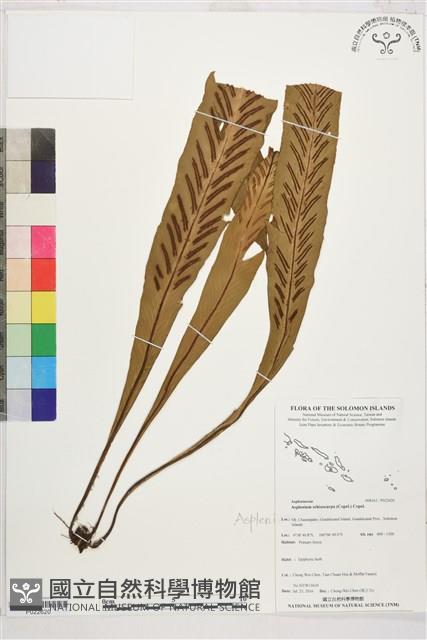 登錄號:P022620藏品圖，第1張