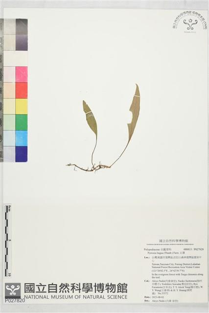 石葦藏品圖，第1張