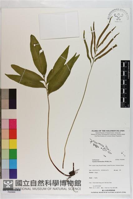 竹葉蕨藏品圖，第1張