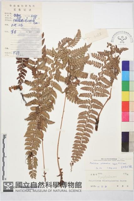 長羽芽孢耳蕨藏品圖，第2張