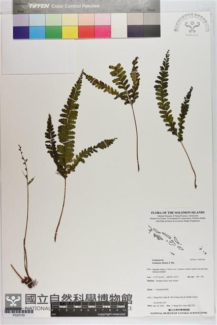 鈍齒鱗始蕨藏品圖，第1張