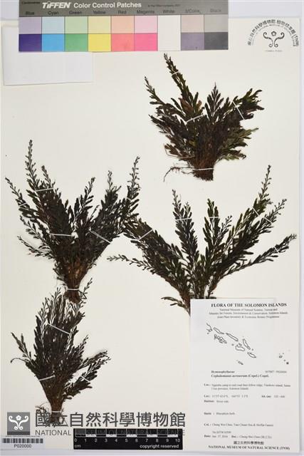 登錄號:P020000藏品圖，第1張