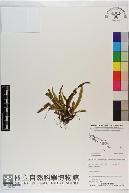 Accession Number:P021300 Collection Image