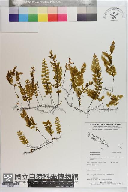 登錄號:P021600藏品圖，第1張