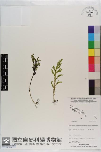 登錄號:P021200藏品圖，第1張