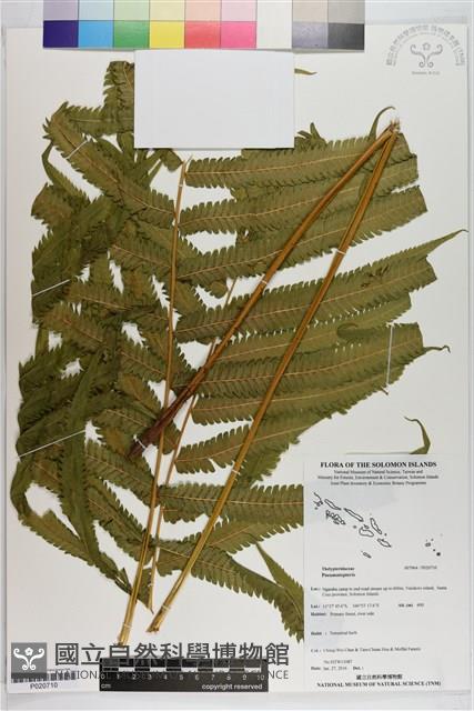 登錄號:P020710藏品圖，第1張