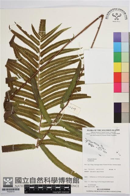 登錄號:P020010藏品圖，第1張