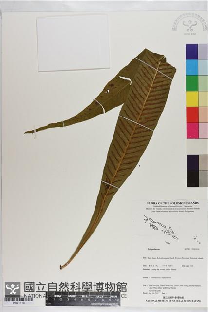 登錄號:P021010藏品圖，第1張