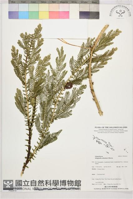 登錄號:P022610藏品圖，第1張