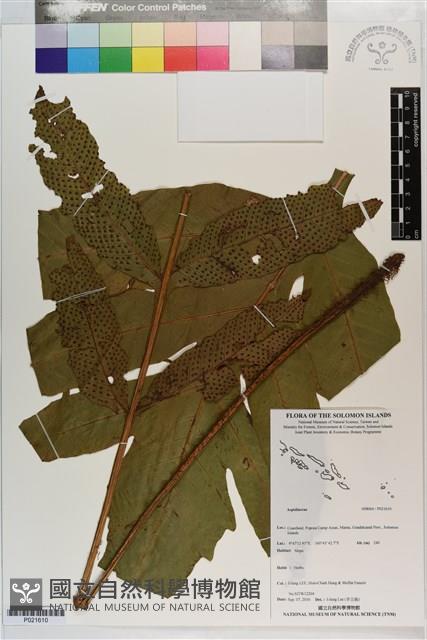 登錄號:P021610藏品圖，第1張