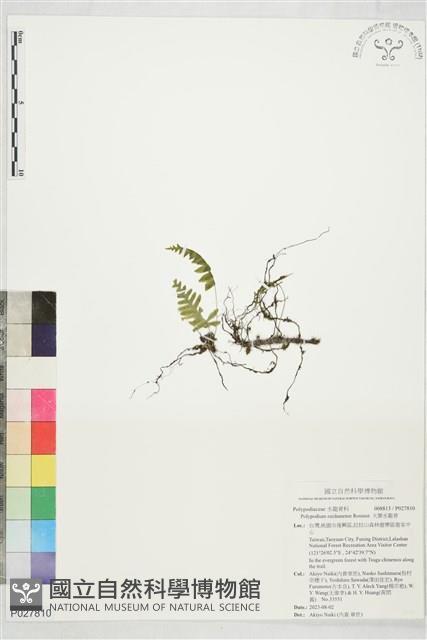 大葉水龍骨藏品圖，第1張