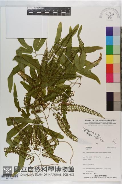 登錄號:P021150藏品圖，第1張