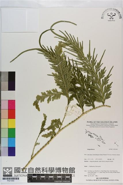 登錄號:P021050藏品圖，第1張