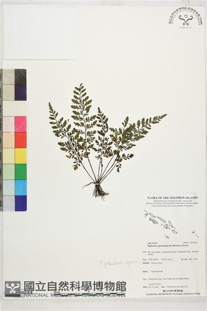 登錄號:P022650藏品圖，第1張