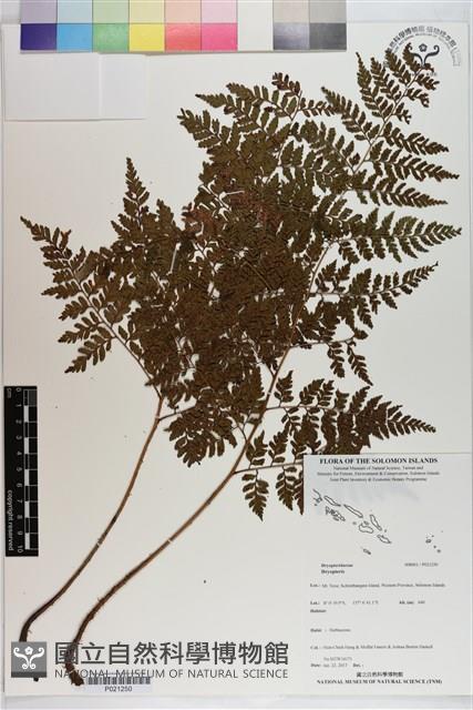 登錄號:P021250藏品圖，第1張