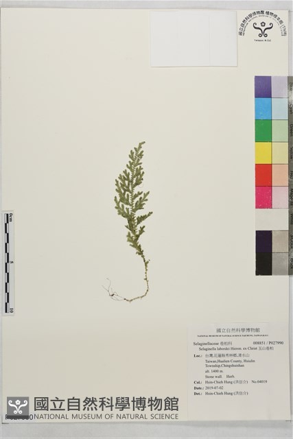 玉山卷柏藏品圖，第1張